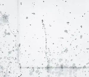 Mold Remediation
